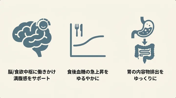 GLP-1受容体作動薬の主な作用機序の図解。食欲中枢への働きかけ、食後血糖の上昇抑制、胃排出の遅延を示す模式図
